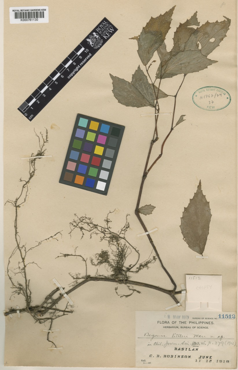 B. littleri